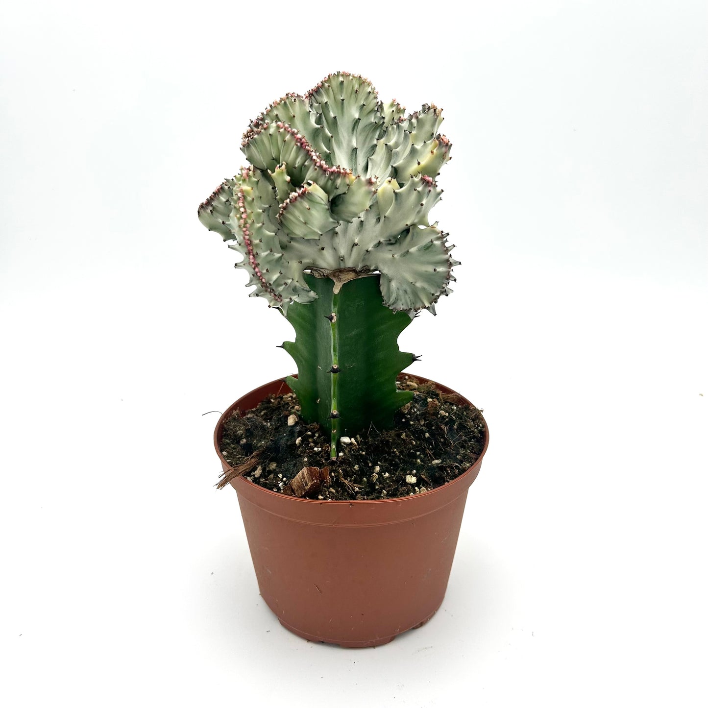 Euphorbia lactea 'Cristata' (white, grafted)