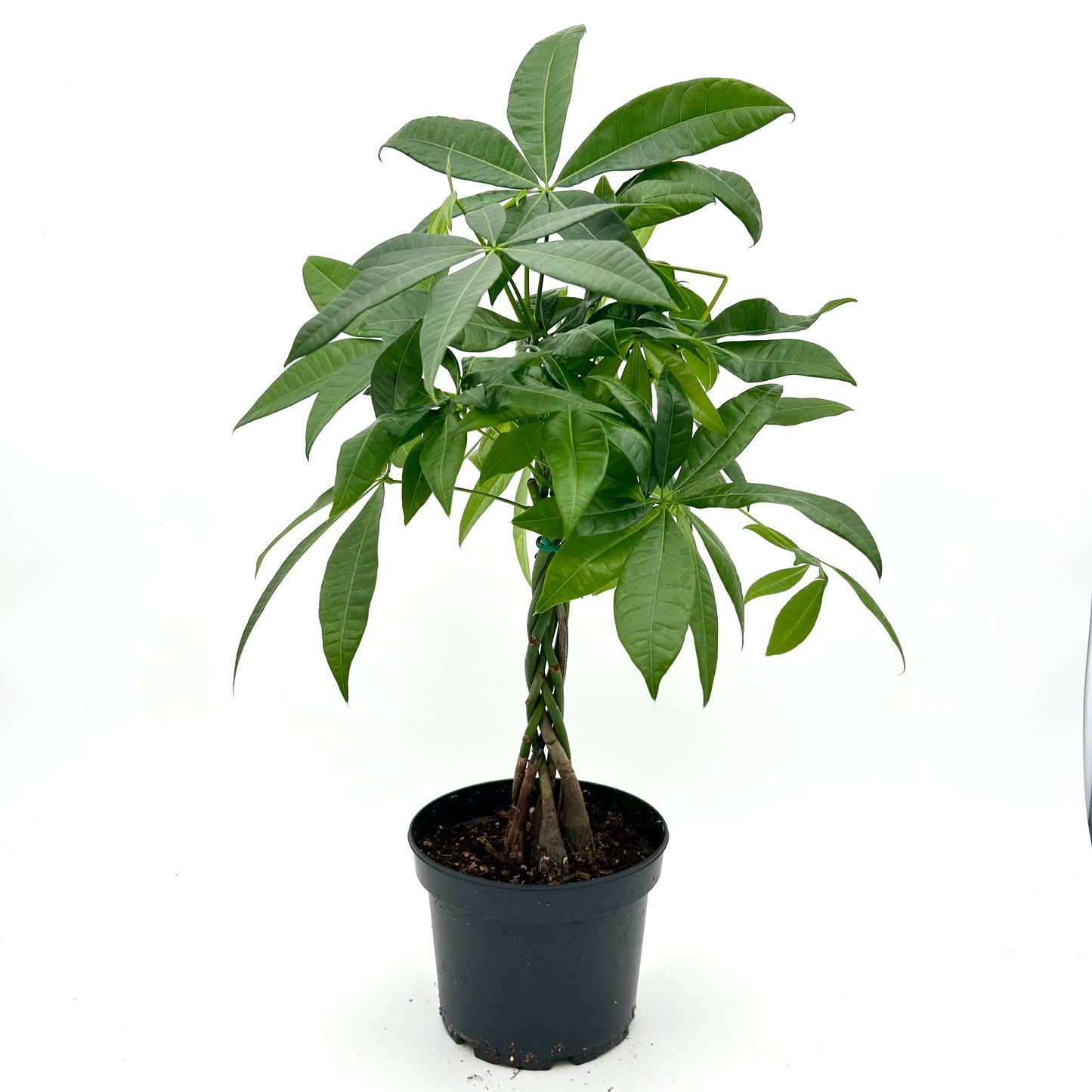 Pachira aquatica (Money Tree)