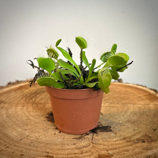 Venus Fly Trap (Dionaea muscipula)