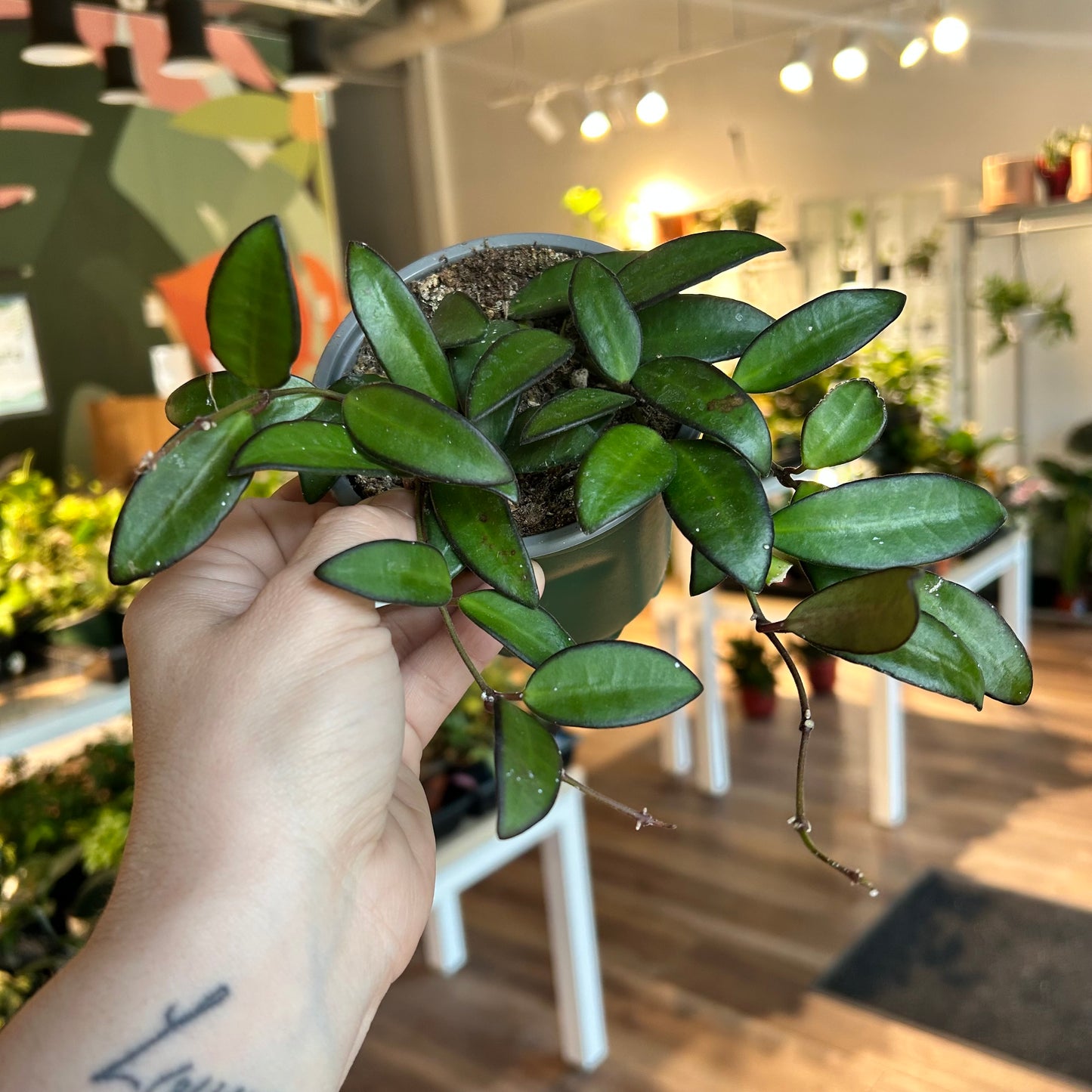 Hoya 'Rosita'