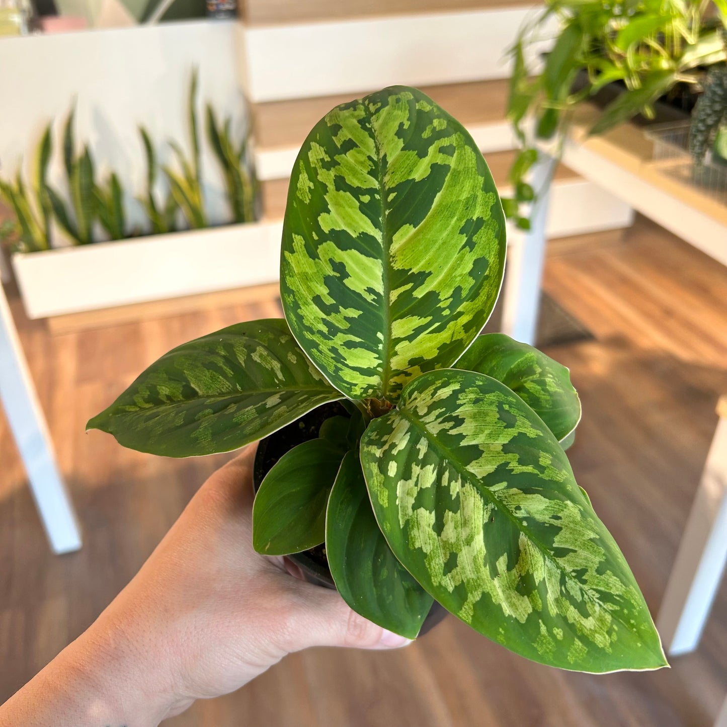 Homalomena ‘Camouflage’
