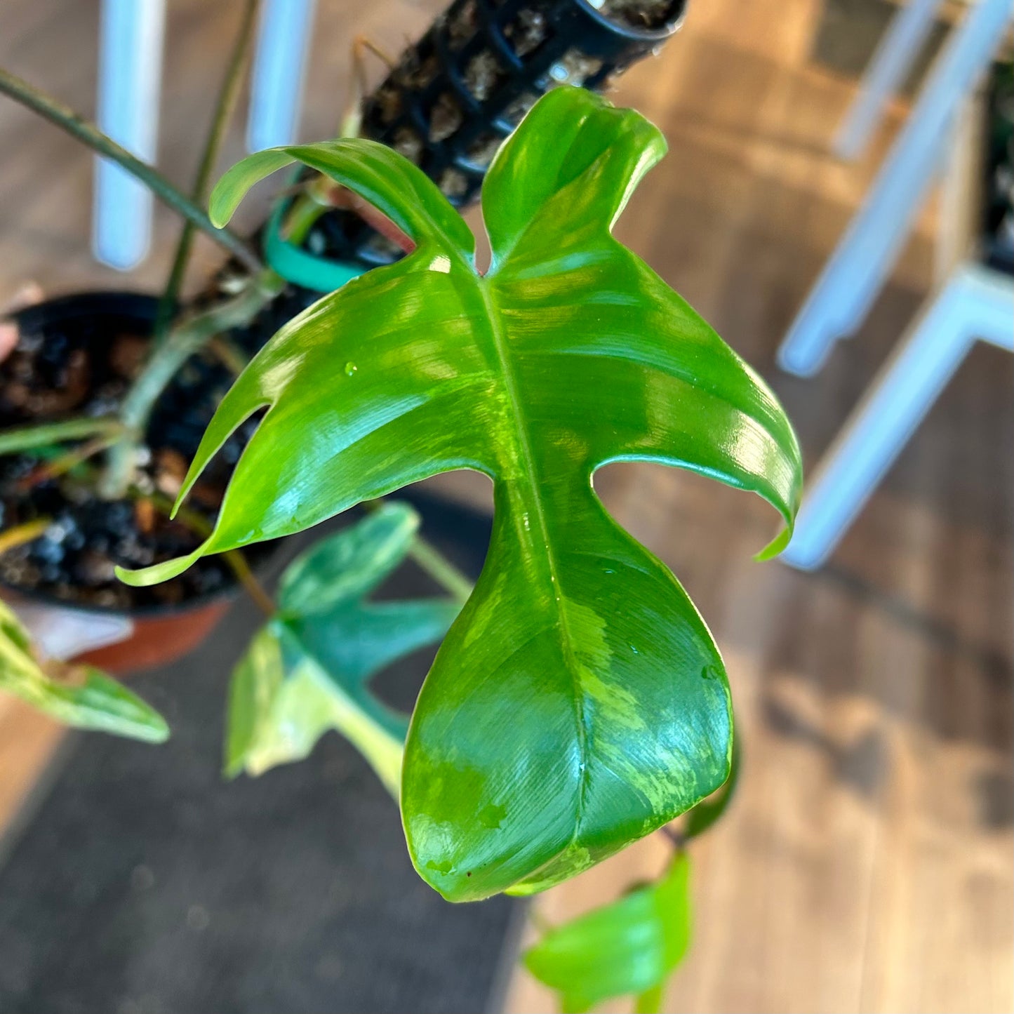 Philodendron Florida Beauty