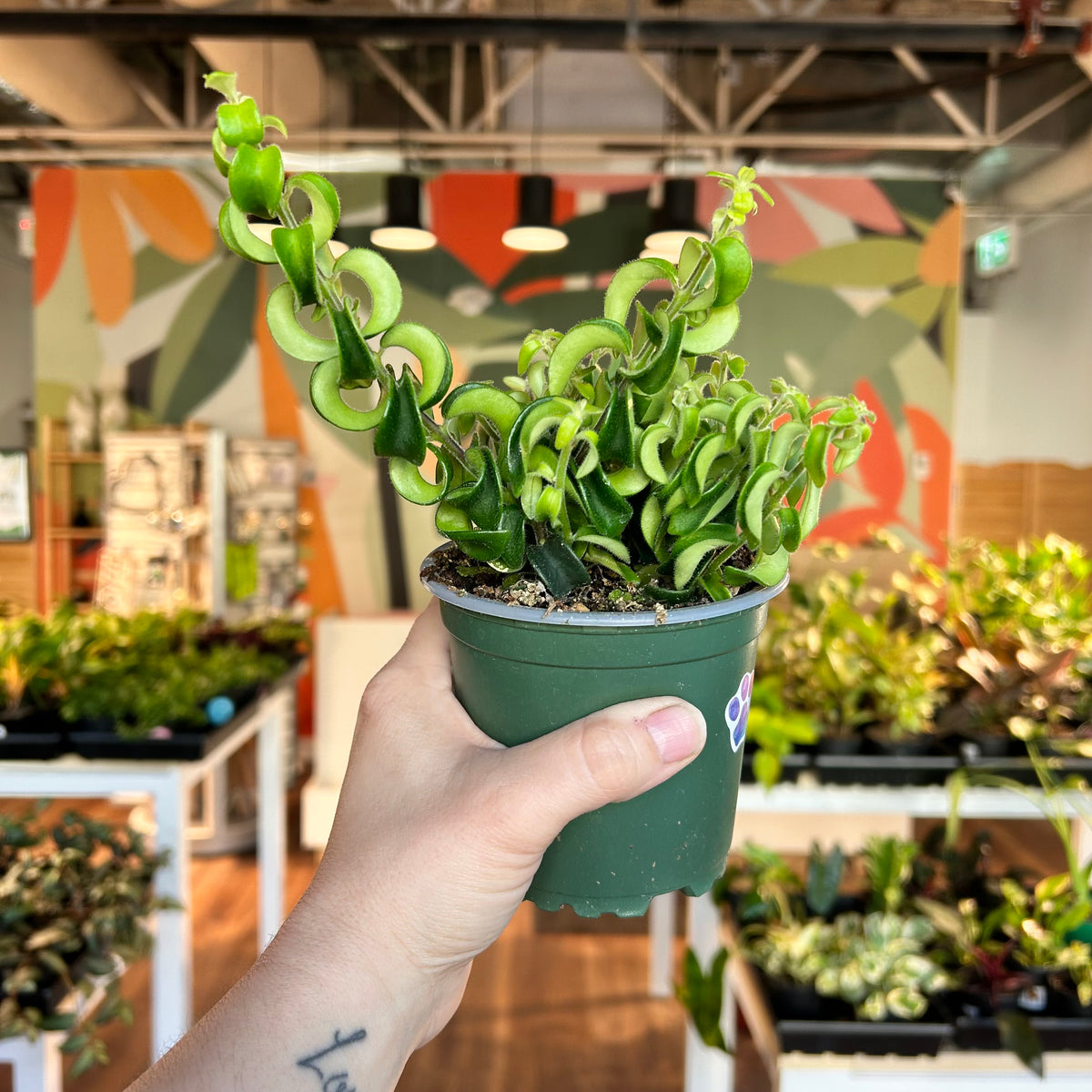Curly Lipstick (Aeschynanthus radicans)