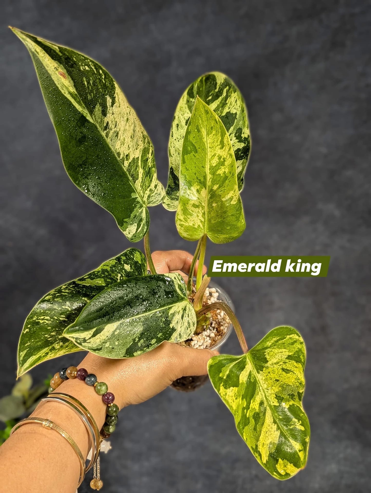 Philodendron 'Emerald King' - Exact Plant