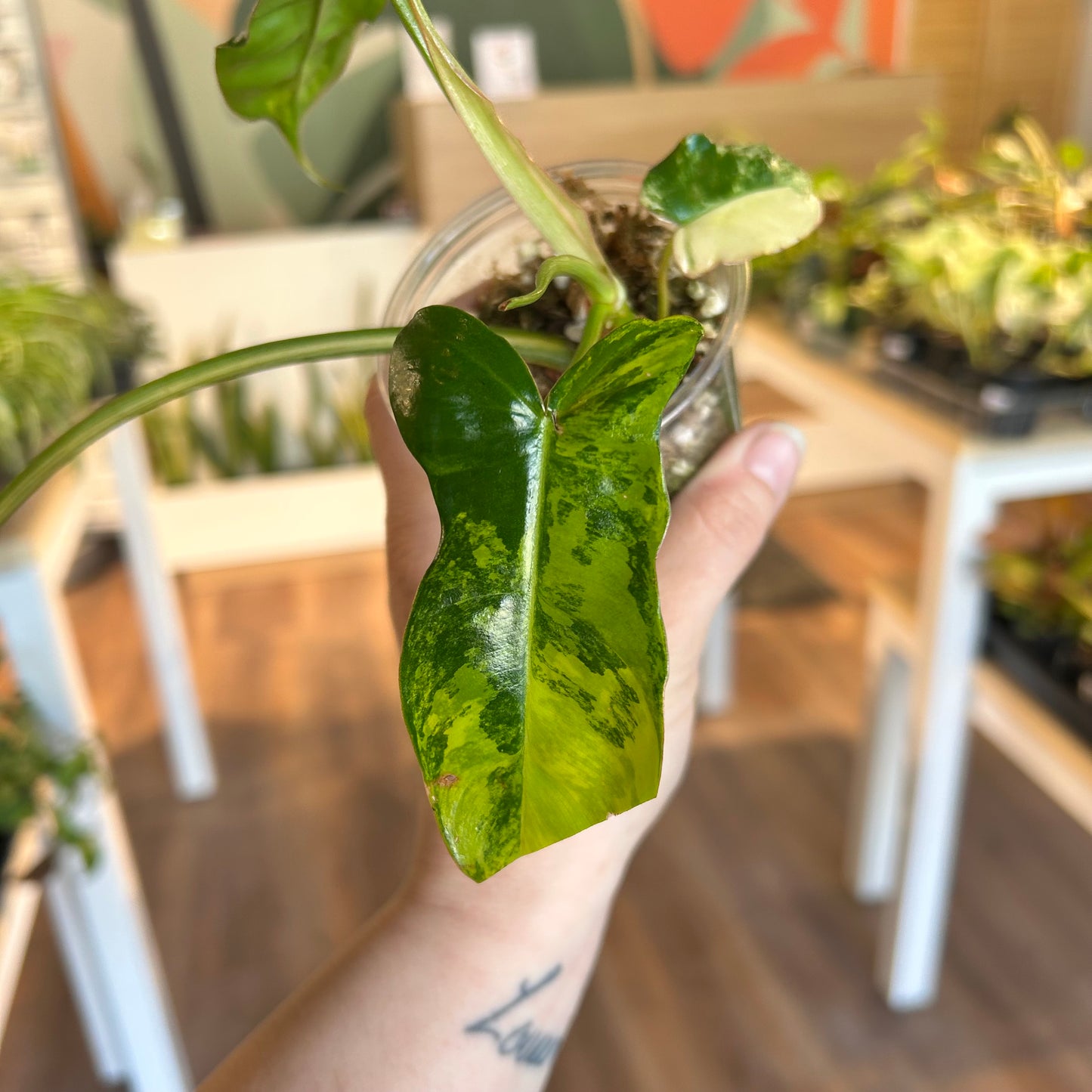 Philodendron 'Jennifer' (Florida Beauty x Billietiae) - Exact Plant
