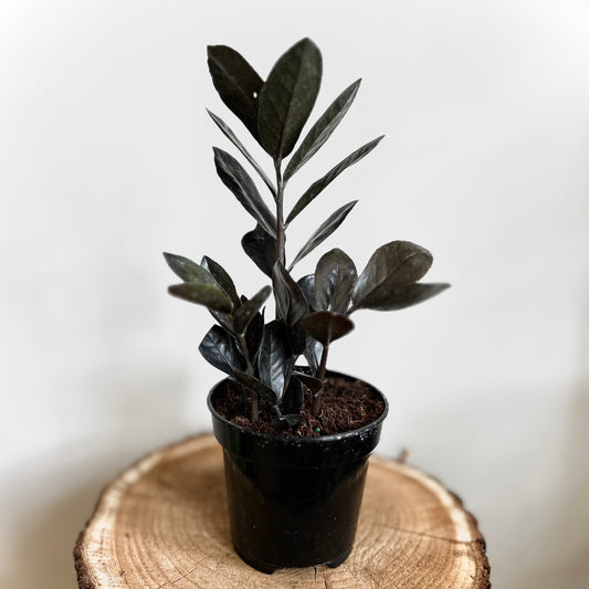 ZZ 'Black Raven' (Zamioculcas Zamiifolia)
