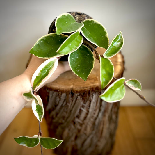 Hoya Carnosa 'Krimson Queen'