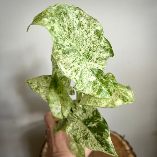 Alocasia Odora Batik Variegata