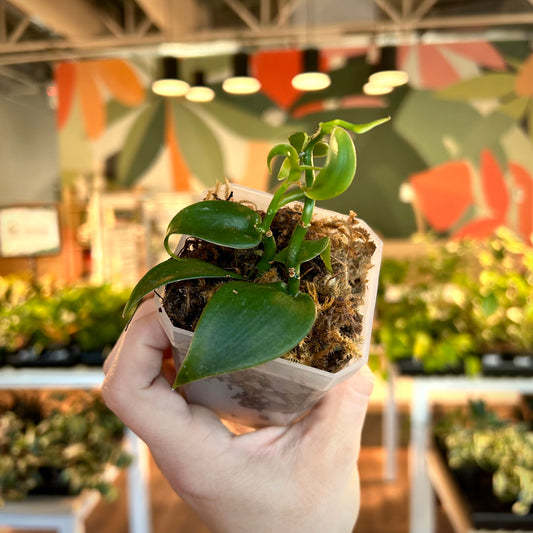 Vanilla Orchid (Vanilla planifolia)