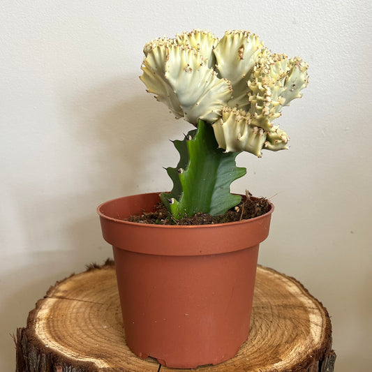 Euphorbia lactea 'Cristata' (white, grafted)