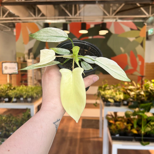 Philodendron Florida Ghost