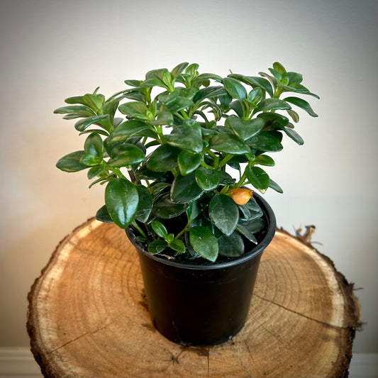 Goldfish Plant (Nematanthus gregarius)