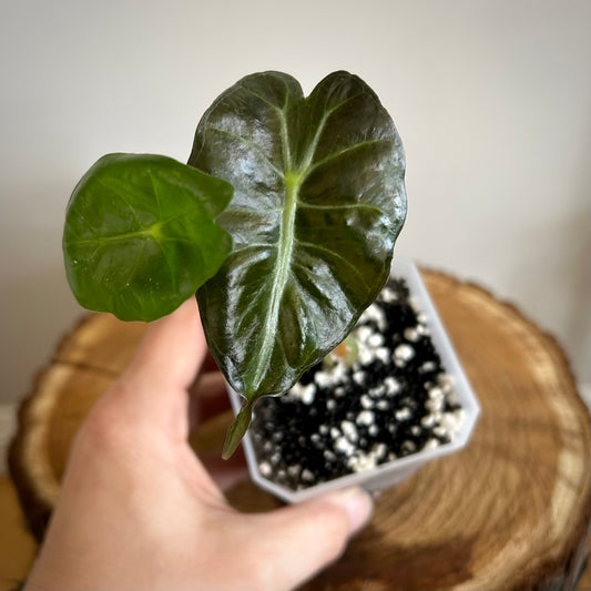 Alocasia Venom