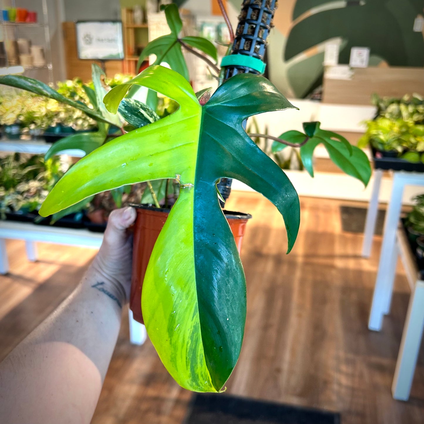 Philodendron Florida Beauty