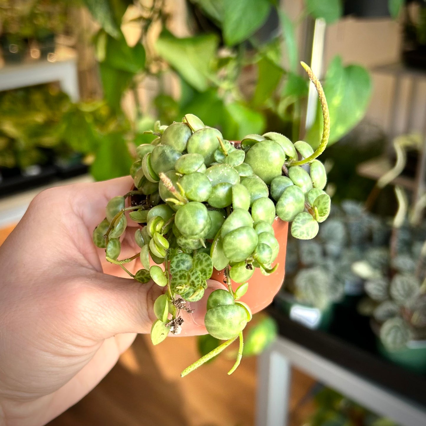 String of Turtles (Peperomia prostrata)