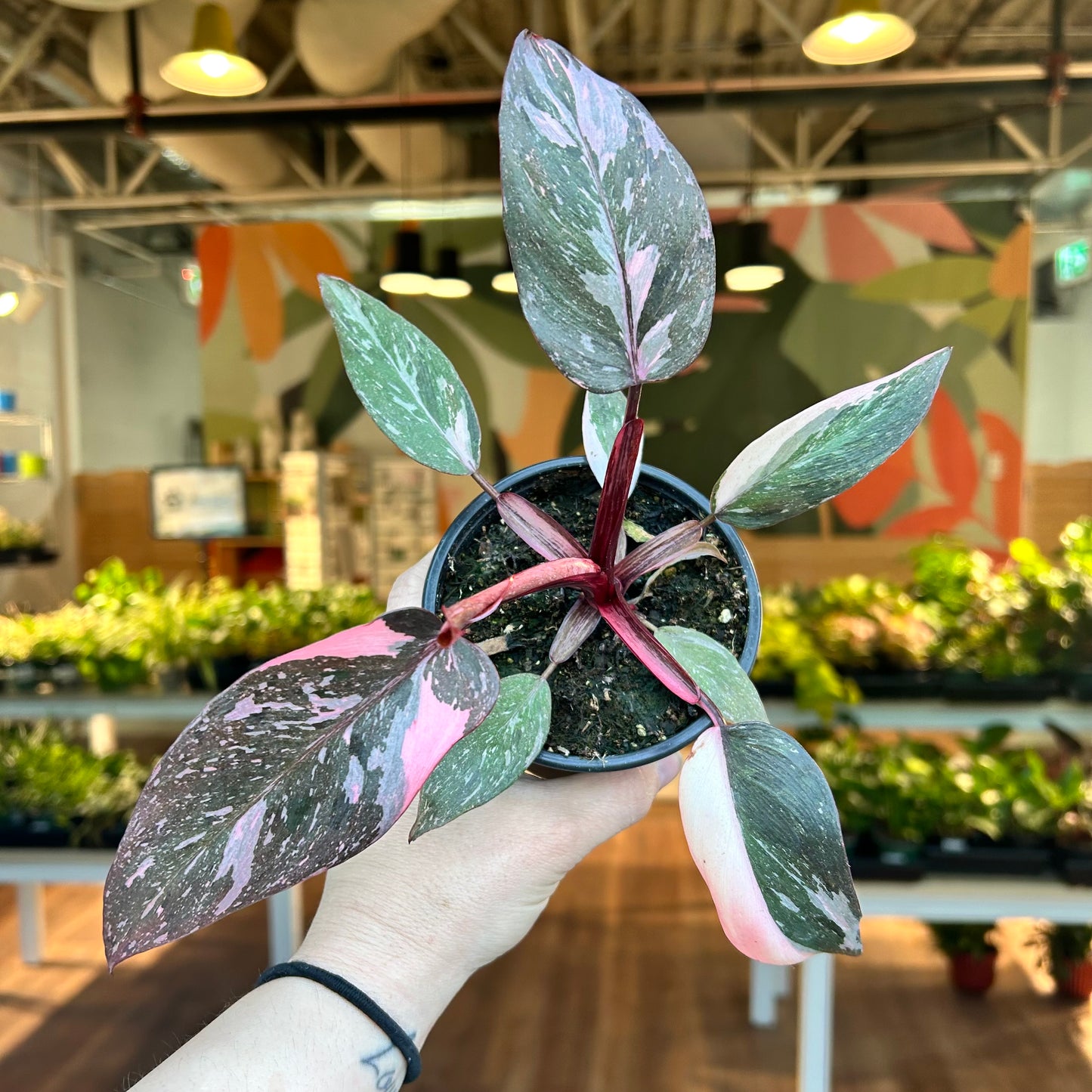 Philodendron Pink Princess