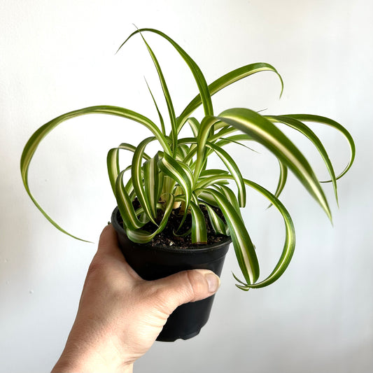 Curly Spider Plant