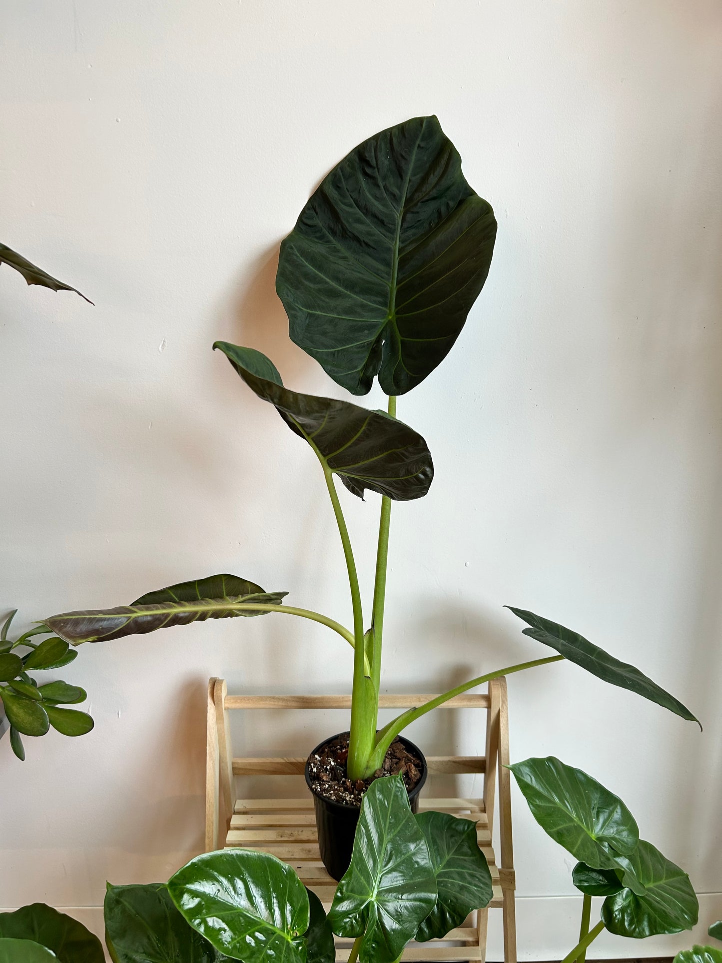 Alocasia Regal Shield