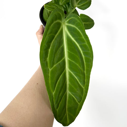 Anthurium Villenaorum