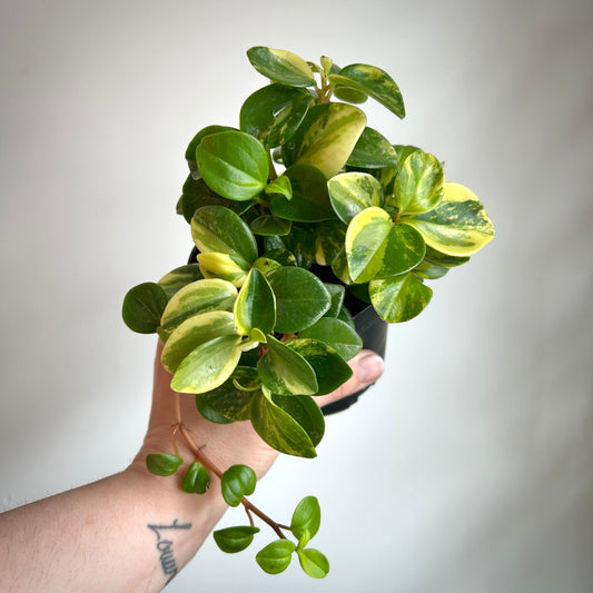 Peperomia glabella variegata (European Trailing Peperomia)