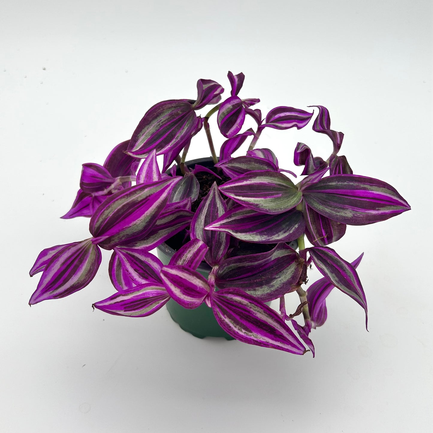 Tradescantia Zebrina ‘Pink Paradise’