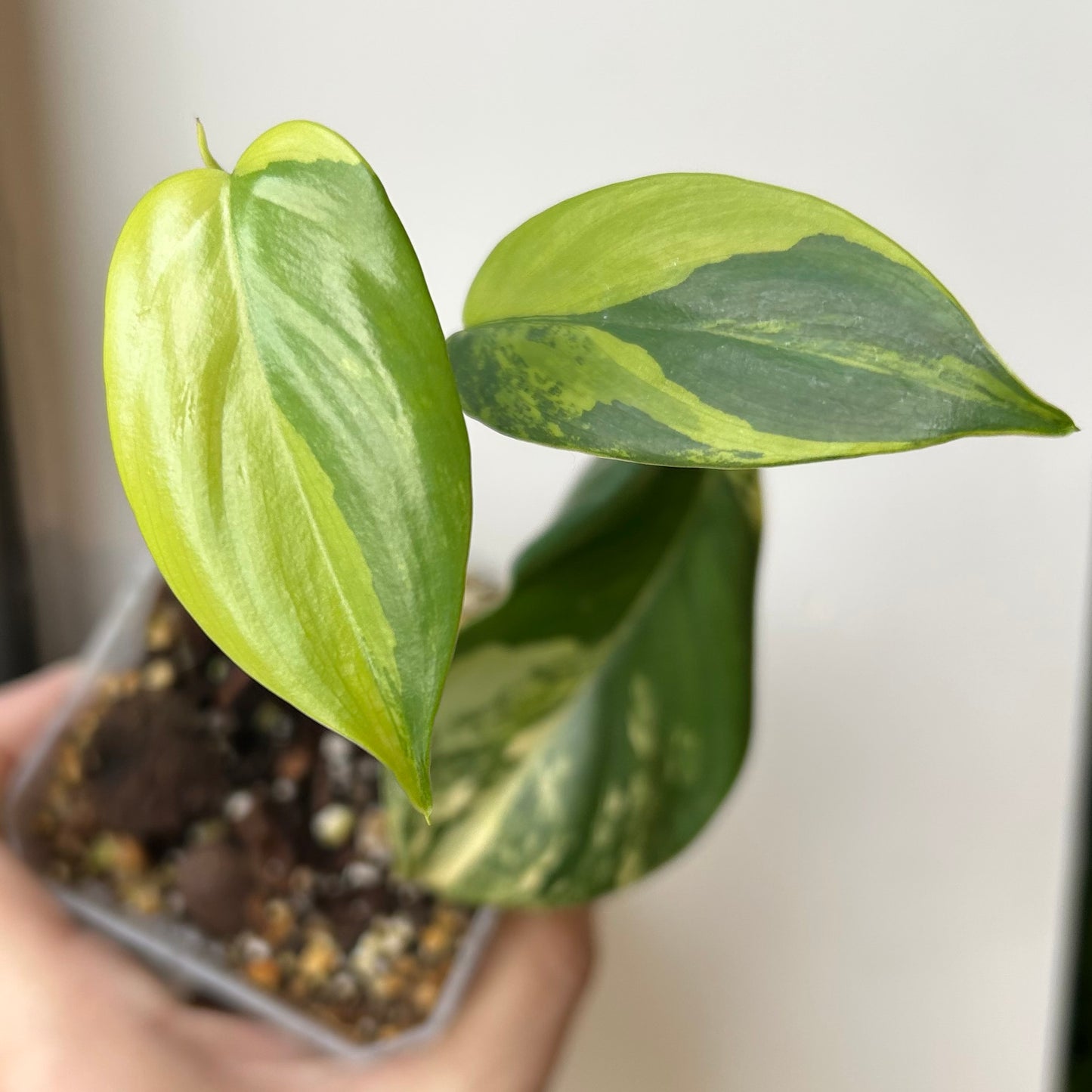 Philodendron 'Violin’ Variegated (Philodendron bipennifolium variegated) - Exact Plant