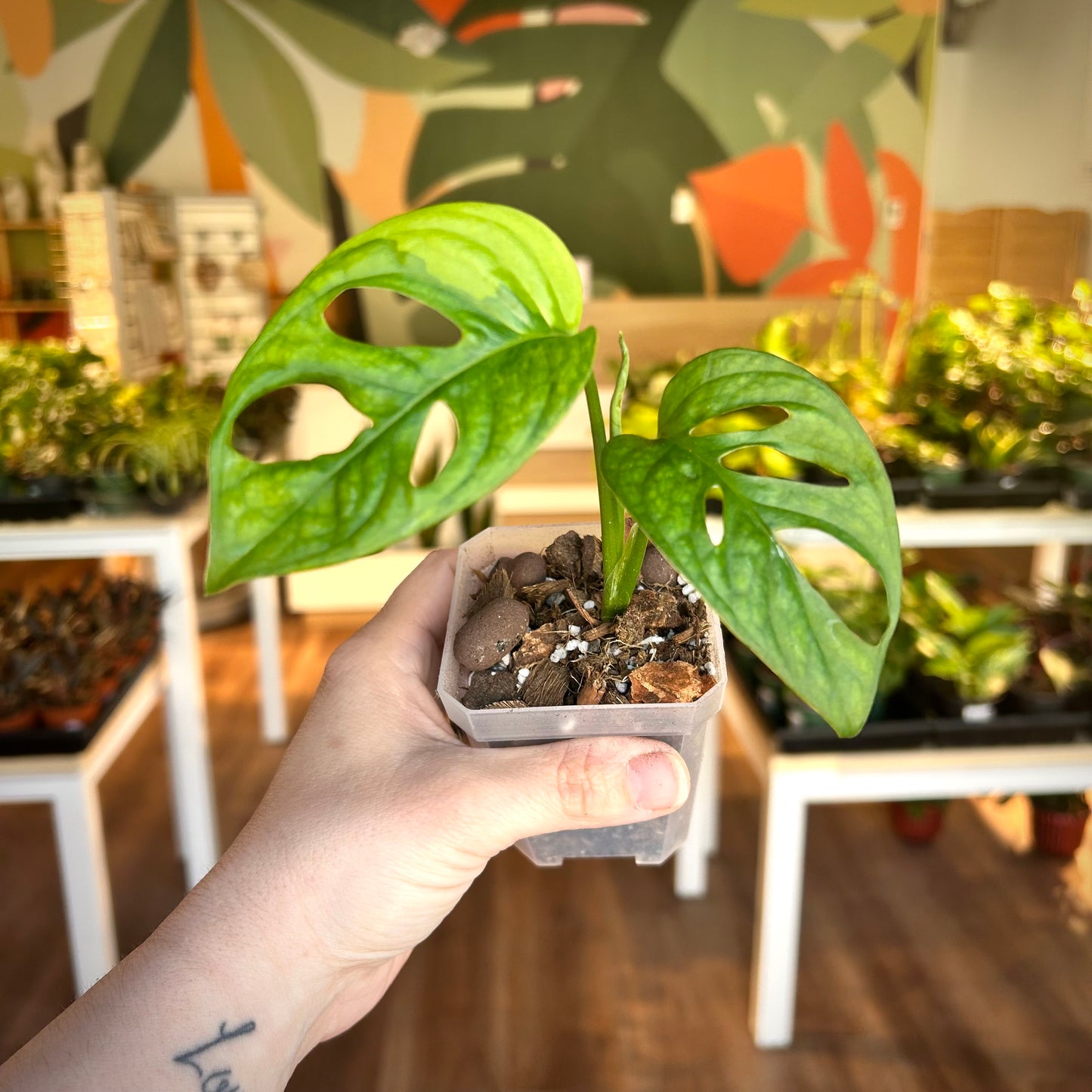 Monstera Adansonii Aurea - Exact Plant