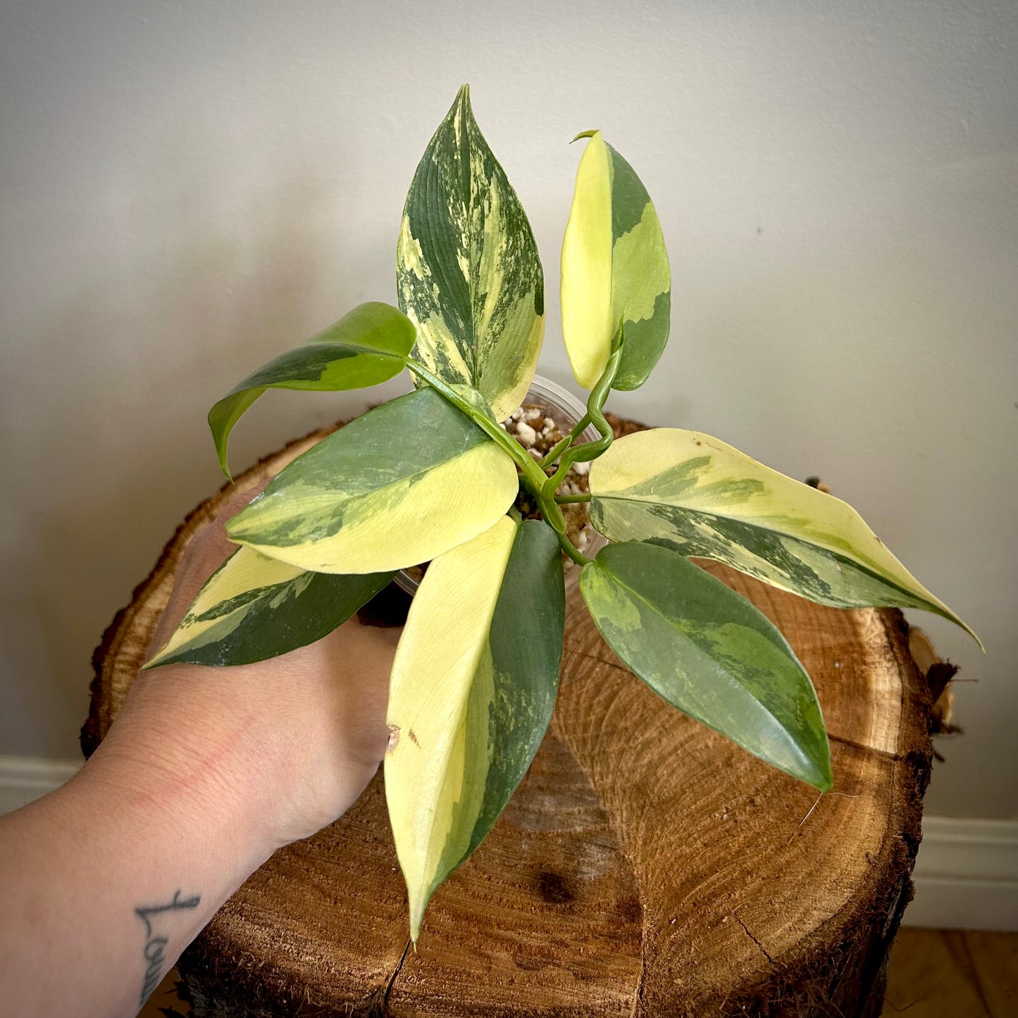 Philodendron 'Violin’ Variegated (Philodendron bipennifolium variegated) - Exact Plant