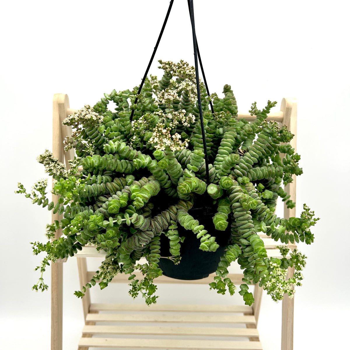 Crassula marnieriana “Jade Necklace”