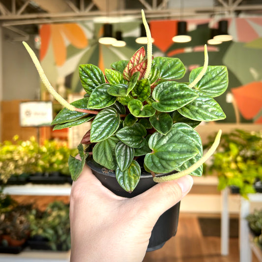 Peperomia Emerald Ripple (Peperomia caperata) (Copy)