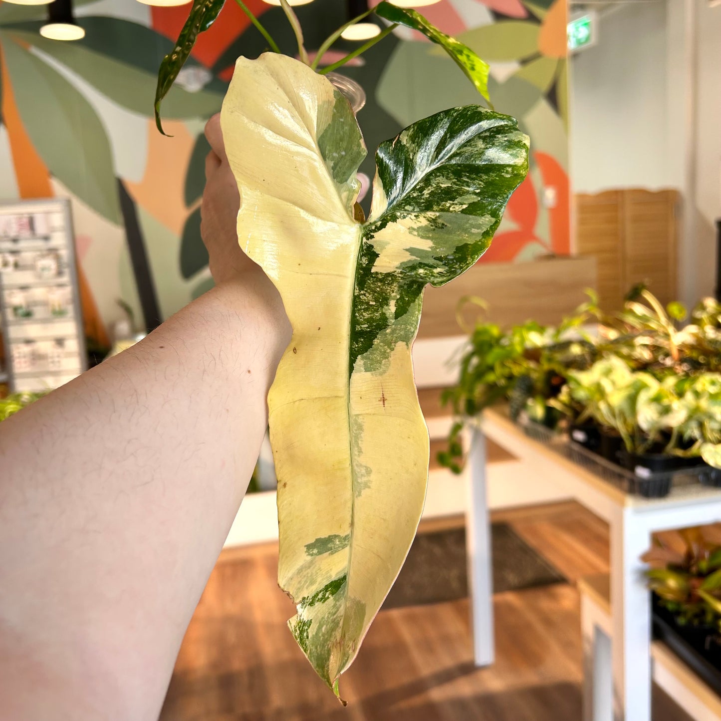 Philodendron 'Jennifer' (Florida Beauty x Billietiae) - Exact Plant