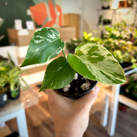 Monstera Bulbasaur