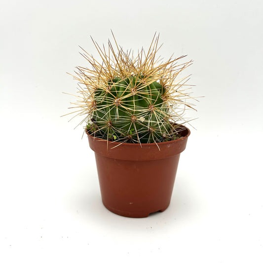 Golden Barrel Cactus  (Echinocactus grusonii)