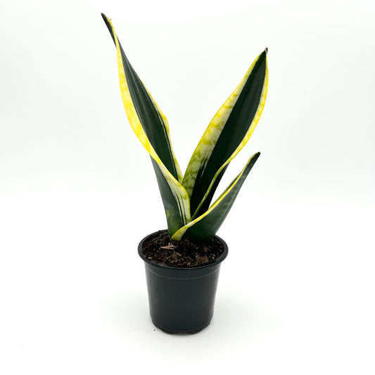 Sansevieria 'Black Gold’