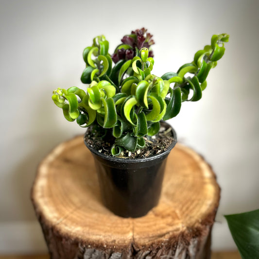 Lipstick Plant 'Rasta'