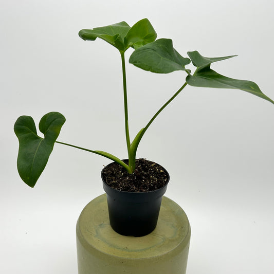 Philodendron 'Nobel' (Thaumatophyllum spruceanum)