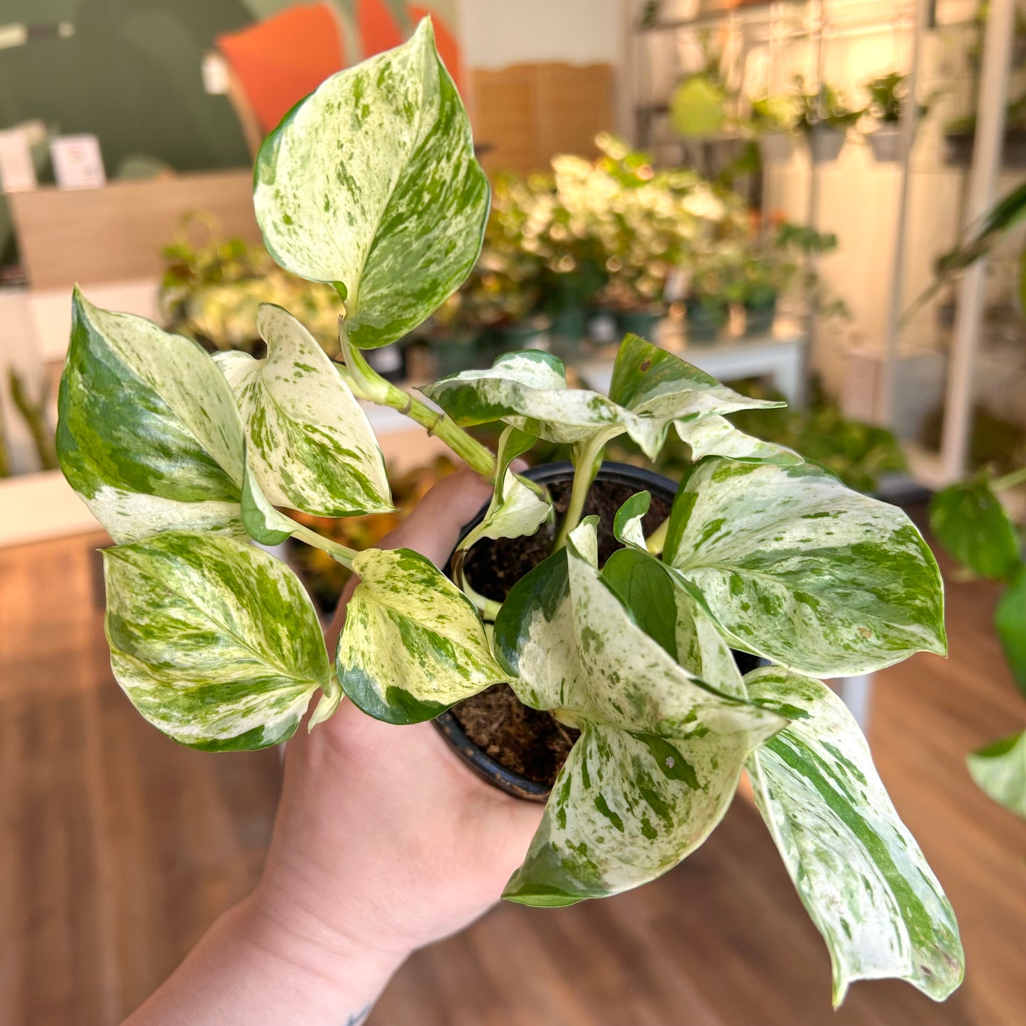 Happy Leaf Pothos (Manjula Pothos)
