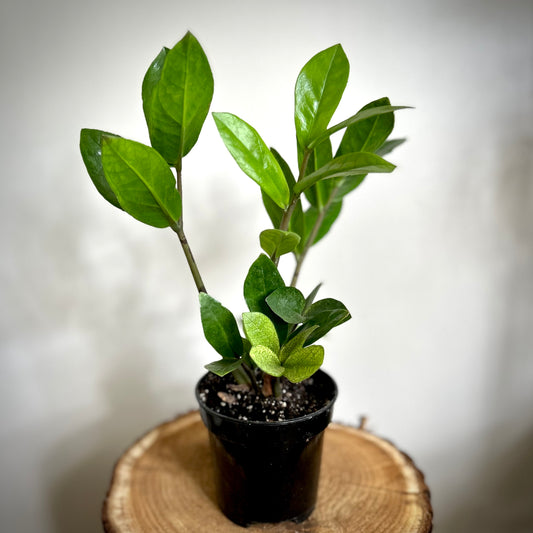 ZZ Chameleon (Zamioculcas Zamiifolia)