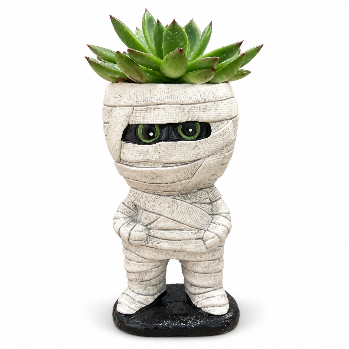 Mummy Pot with 2” Succulent in Nursery Pot (Assorted)