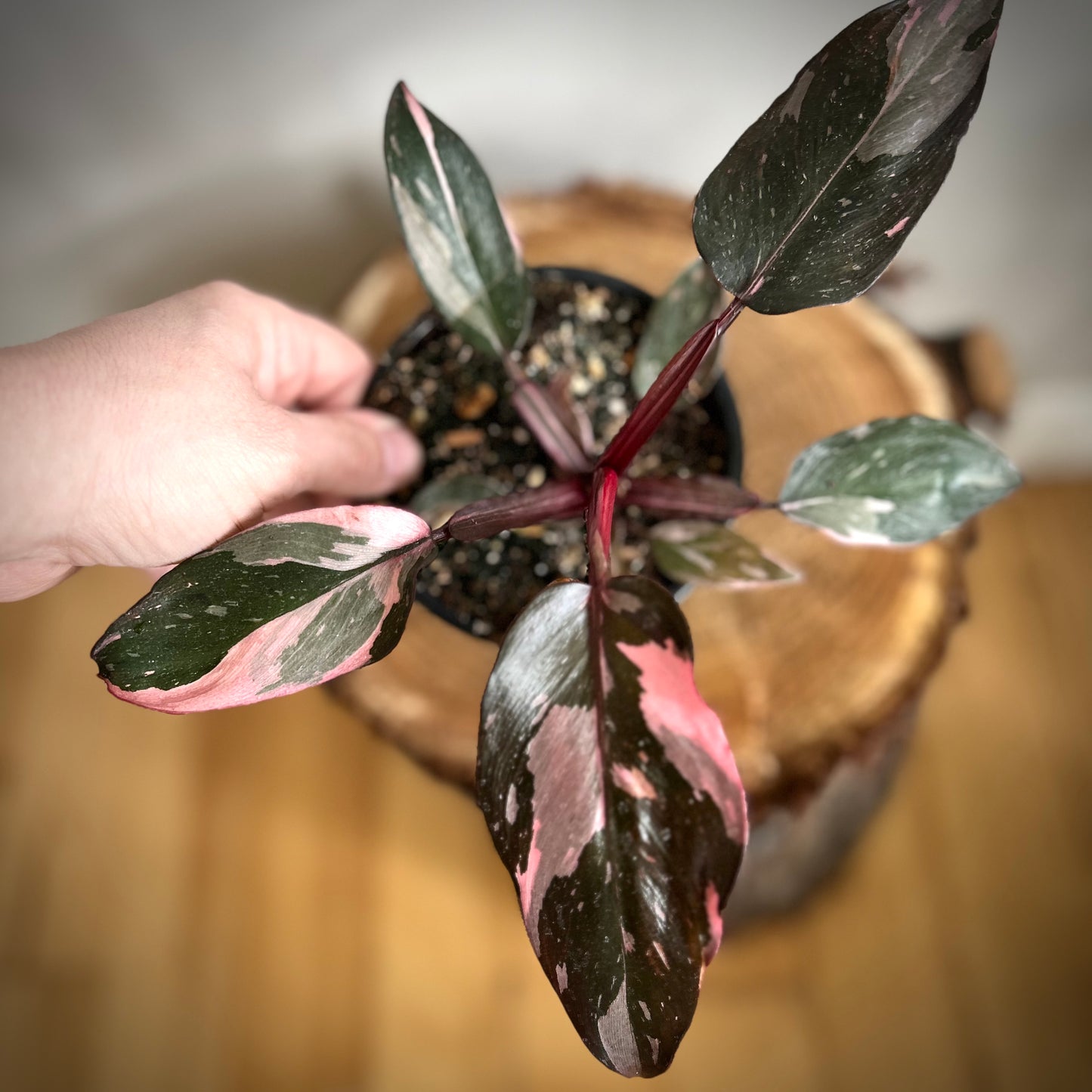 Philodendron Pink Princess