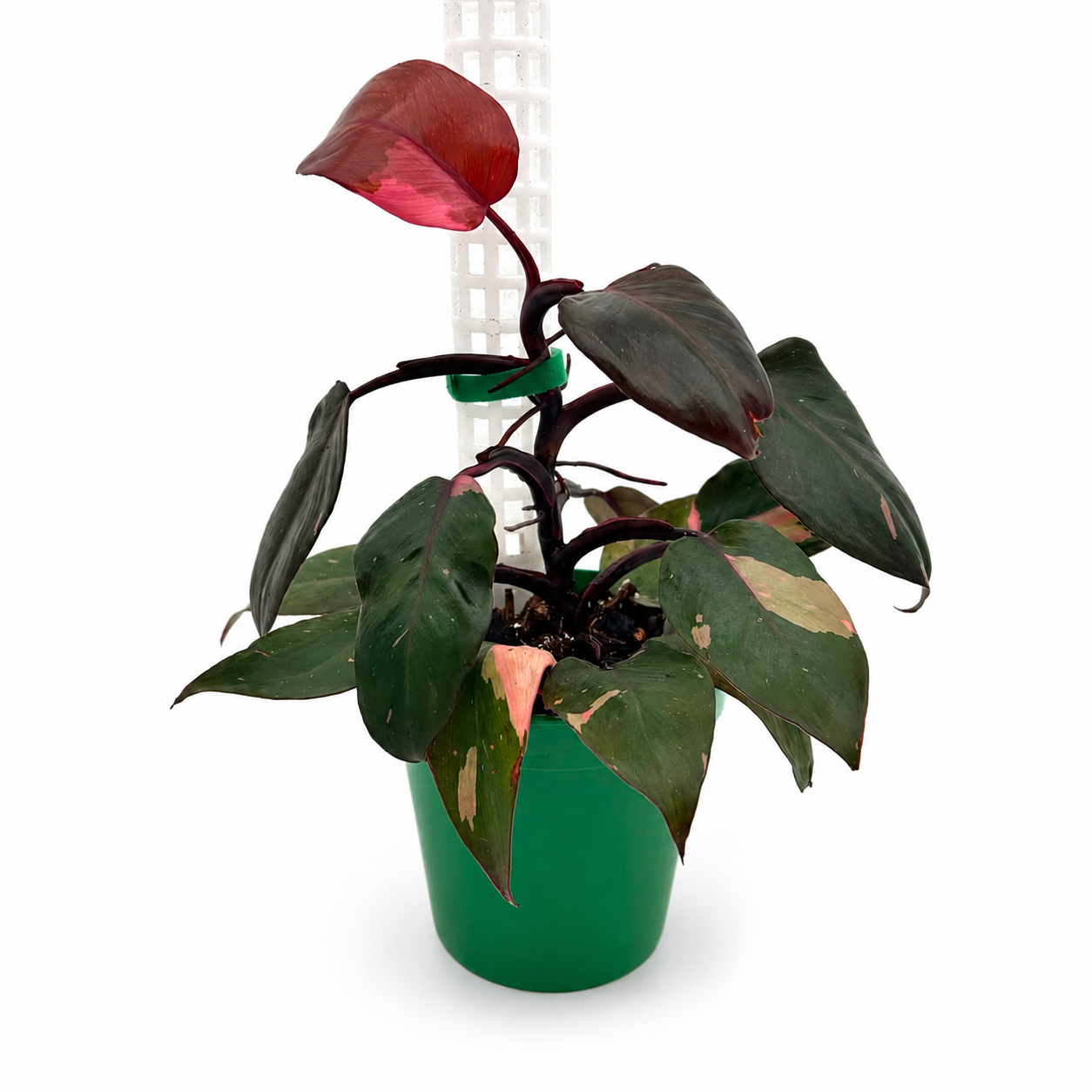 Philodendron Persimmon Princess- Exact Plant