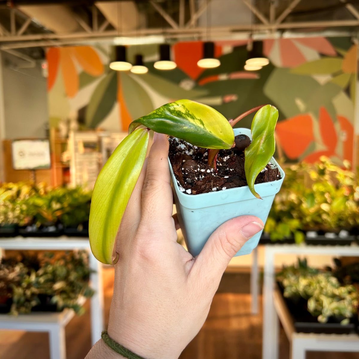 Philodendron "Strawberry Shake”