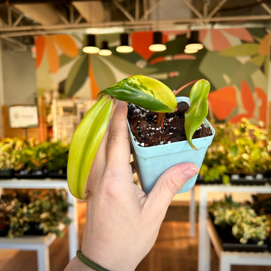 Philodendron "Strawberry Shake”