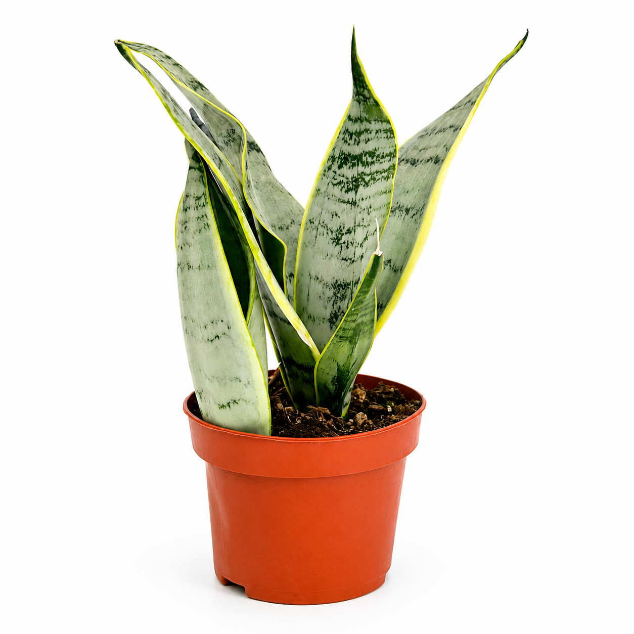 Sansevieria Trifasciata 'Silver Laurentii’