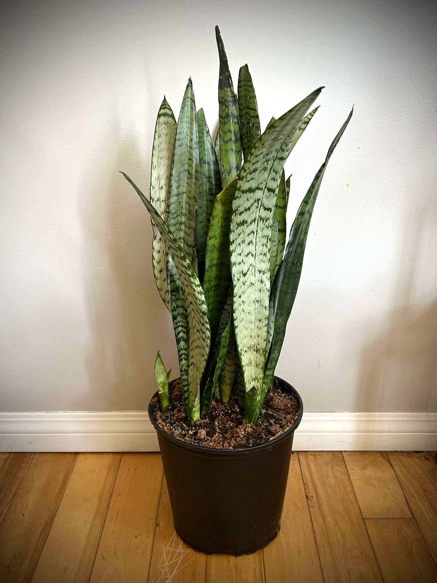 Sansevieria Trifasciata (Green Snake Plant)