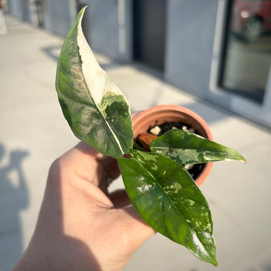 Alocasia Simpo Albo - Corm grown, exact plant