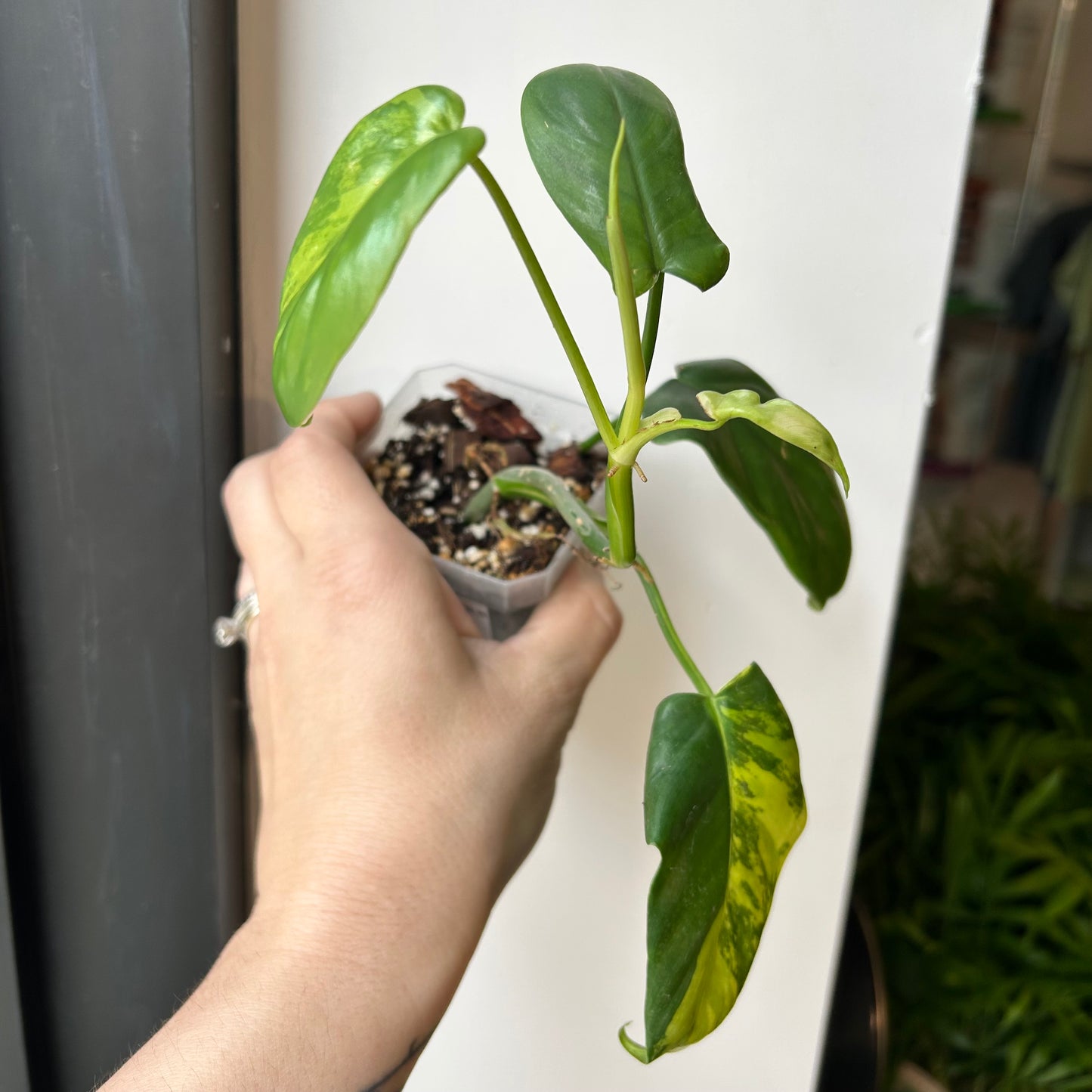 Philodendron 'Violin’ Variegated (Philodendron bipennifolium variegated) - Exact Plant