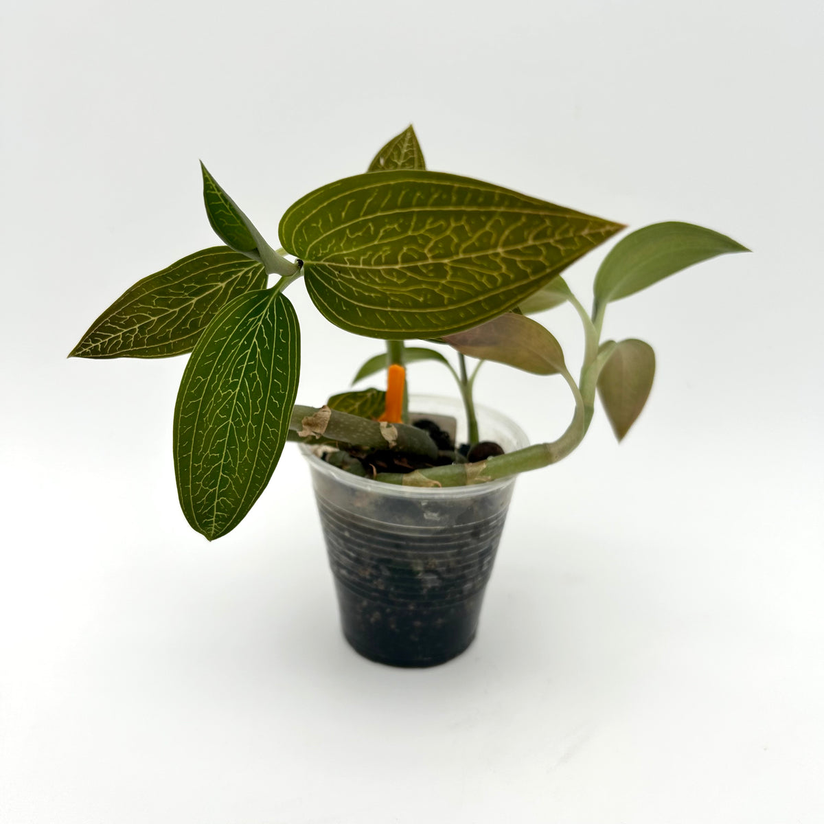 Ludisia Discolour Var. Alba (Jewel Orchid) - Exact Plant