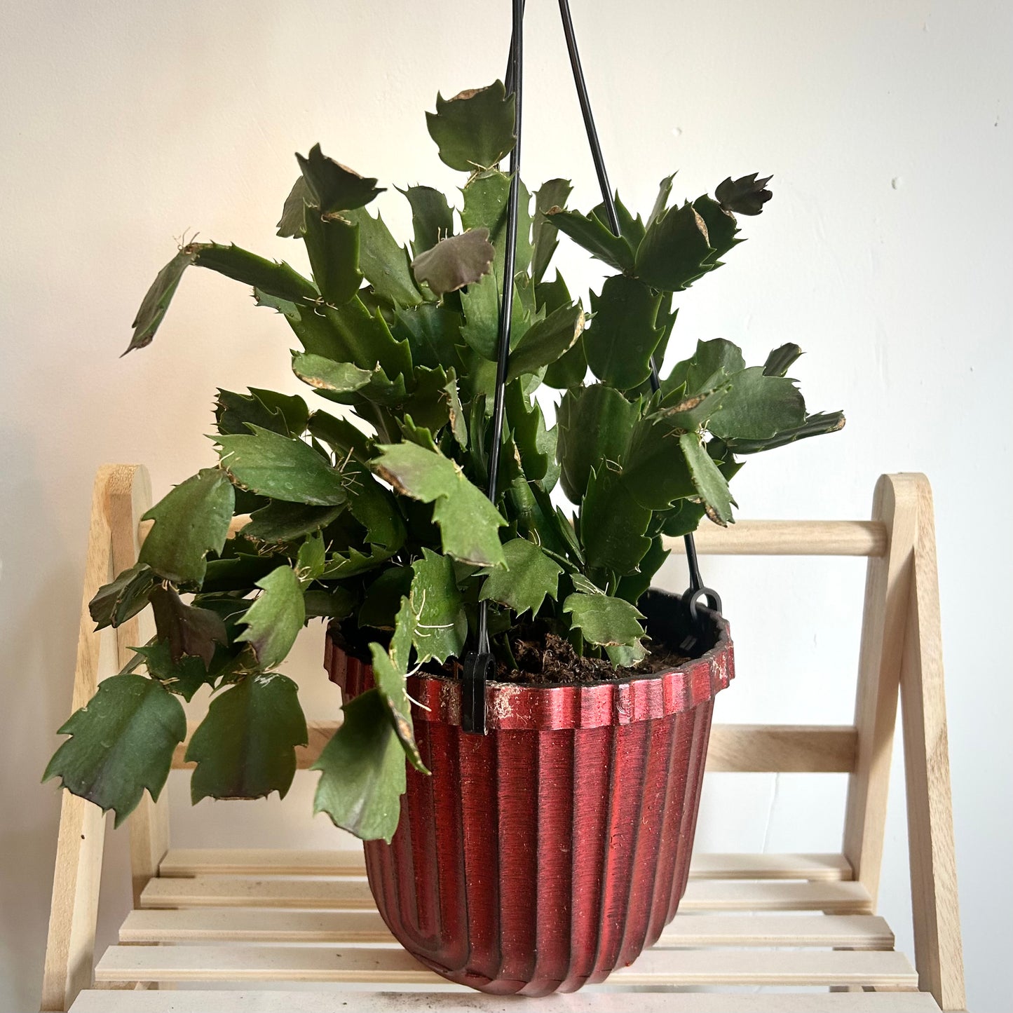 Schlumbergera truncata (Thanksgiving Cactus)
