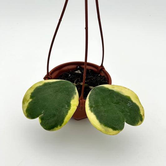 Hoya Kerrii Albomarginata (Outer Variegated)